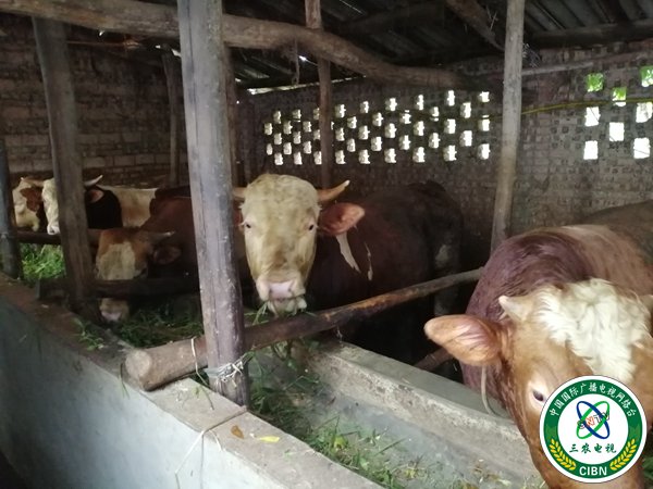 罗清友家用秸秆喂养的牛长势很好（摄影 赵晨希）.jpg