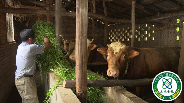 罗清友正在喂牛（摄影 赵晨希）.jpg