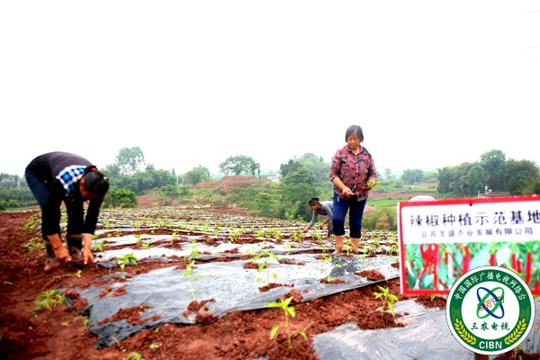 辣椒基地初具雏形2.jpg