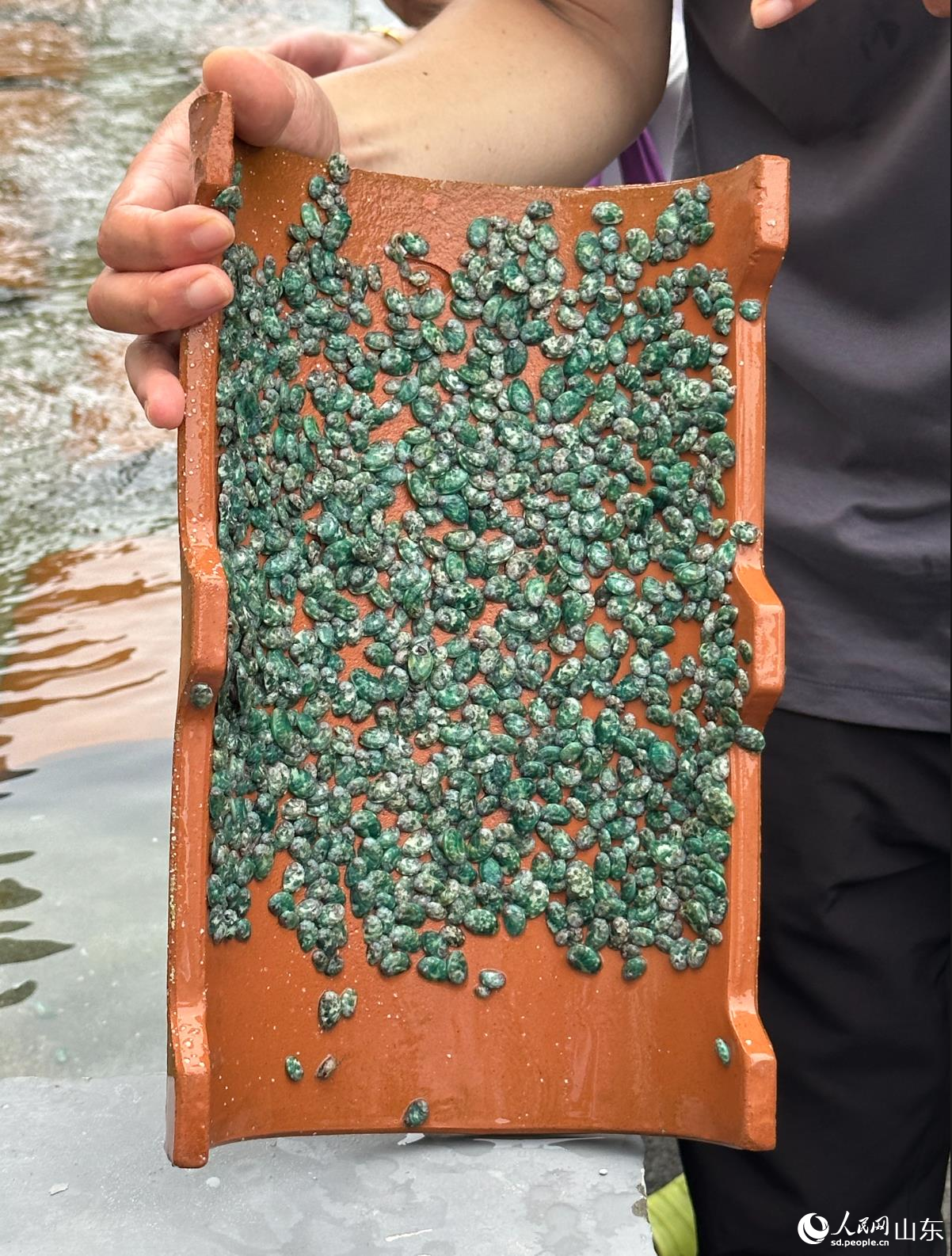 鲍鱼苗。人民网记者 谈媛摄