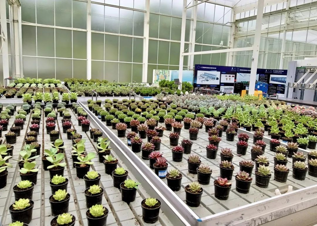 肥多多走访云南云天化花匠铺，“互联网+花”开启花卉产业新未来