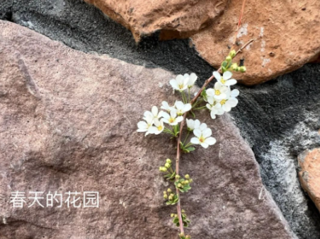 肥多多《春天的花园》作品征集活动作品大赏，一起来看看