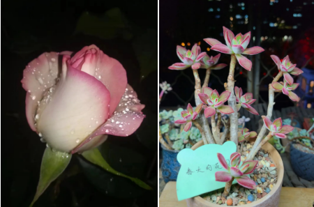 肥多多《春天的花园》作品征集活动作品大赏，一起来看看