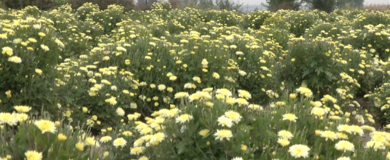 1690934921708521.png 1539478663(1).png