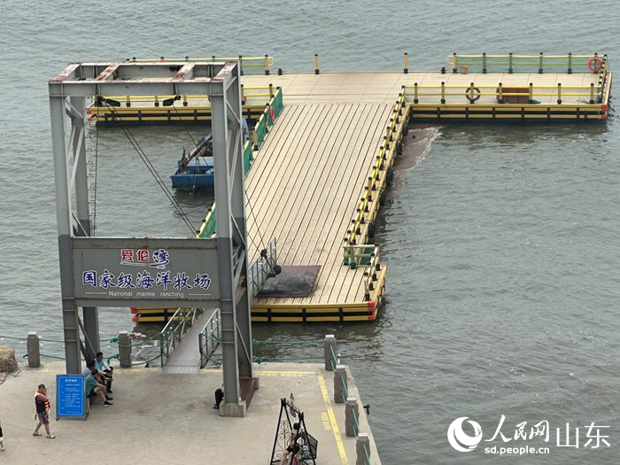 爱伦湾海洋牧场鲍鱼生态养殖。人民网记者 谈媛摄