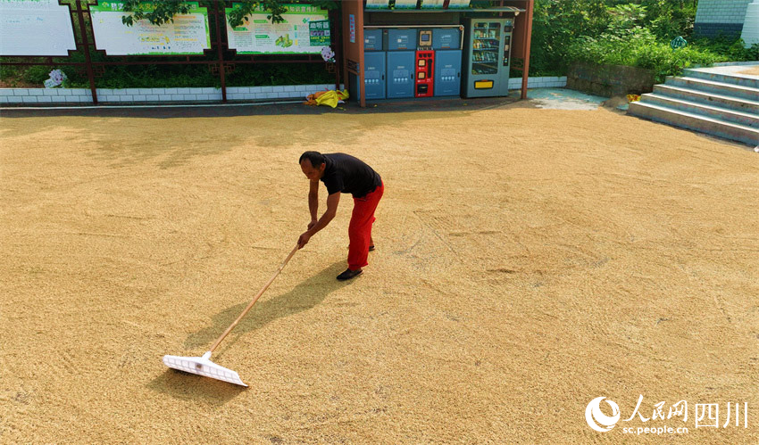 铺匀颗粒向阳光。潘建勇摄