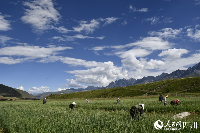 正在甘孜县草种繁育基地忙碌的村民。人民网记者 王洪江摄