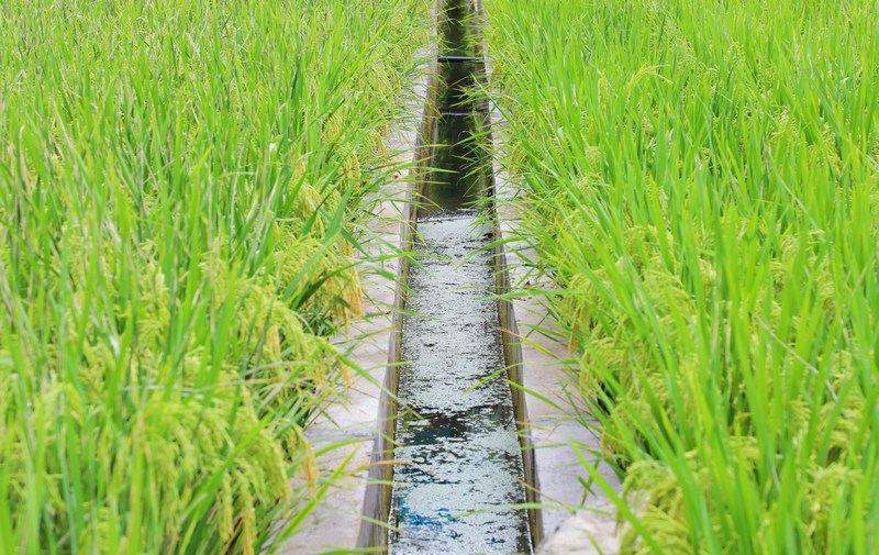 6、渠相连。 陈桂良摄.JPG