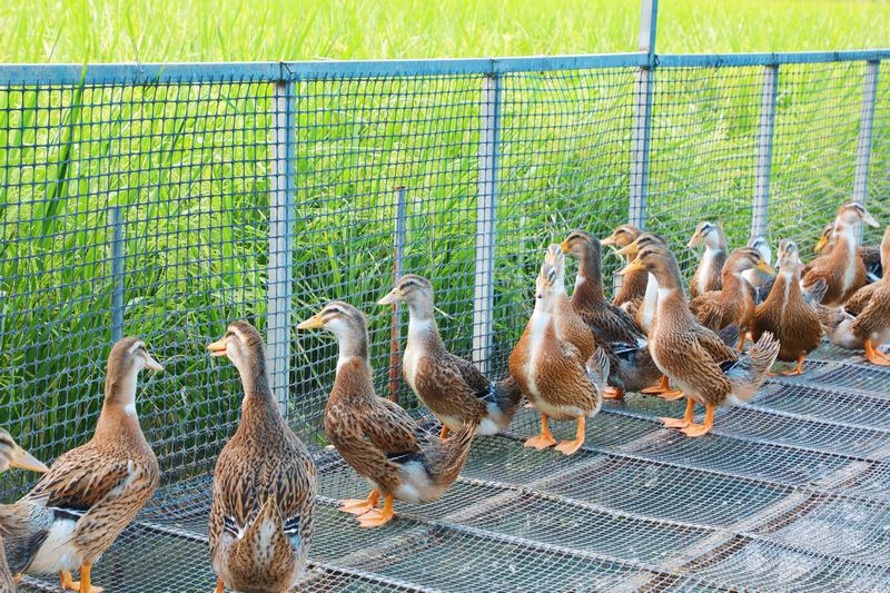 4、稻＋鸭。 陈桂良摄.JPG