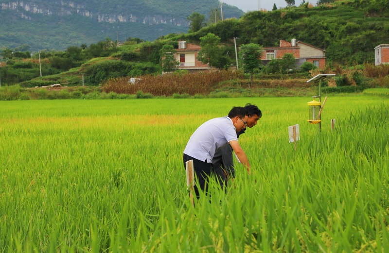 5、娄方书和邵鹏看水稻长势。 陈桂良摄.JPG