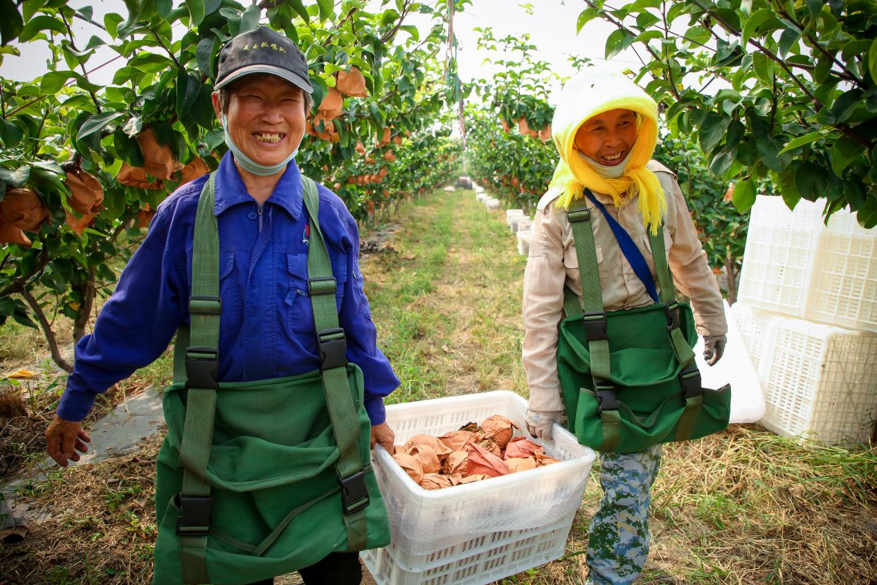 果农们将采摘好的秋月梨装箱。 时华清摄