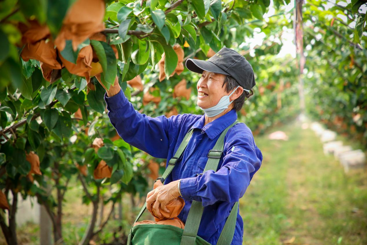 果农正在采摘秋月梨。时华清摄