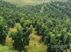 江西广丰区:加大马家柚地标产品宣传推介力度 走好乡村振兴脱贫之路 江西广丰区:加大马家柚地标产品宣传推介力度 走好乡村振兴脱贫之路