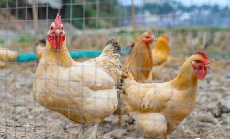 1700020082358857.png 微信图片_20231115103710.png